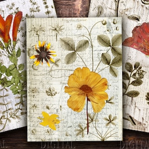 Páginas de Scrapbook, Conjunto de impressão botânica de flores silvestres secas, Arte de flores prensadas, Páginas de livros vintage, PDF