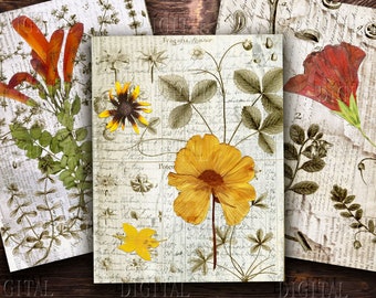 May include: Three vintage botanical illustrations featuring pressed flowers on a background of old handwritten text. The first image shows a cluster of orange flowers, the second image shows a yellow flower with a brown center, and the third image shows a red flower with a yellow center.