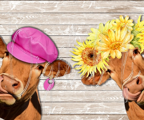 Zwei lustige Kühe, Sonnenblumen Kuh, PNG, Clipart - .de