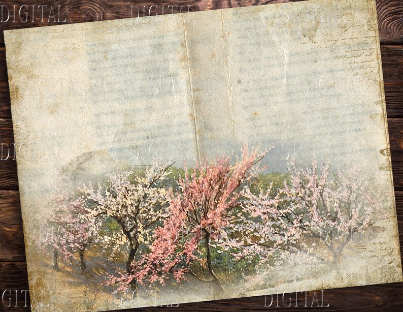 Peut inclure: Une image de style vintage d'une page d'un livre avec un fond d&eacute;lav&eacute; et une peinture d'une rang&eacute;e d'arbres en fleurs roses et blanches. Les arbres sont dans un champ avec un fond brumeux.