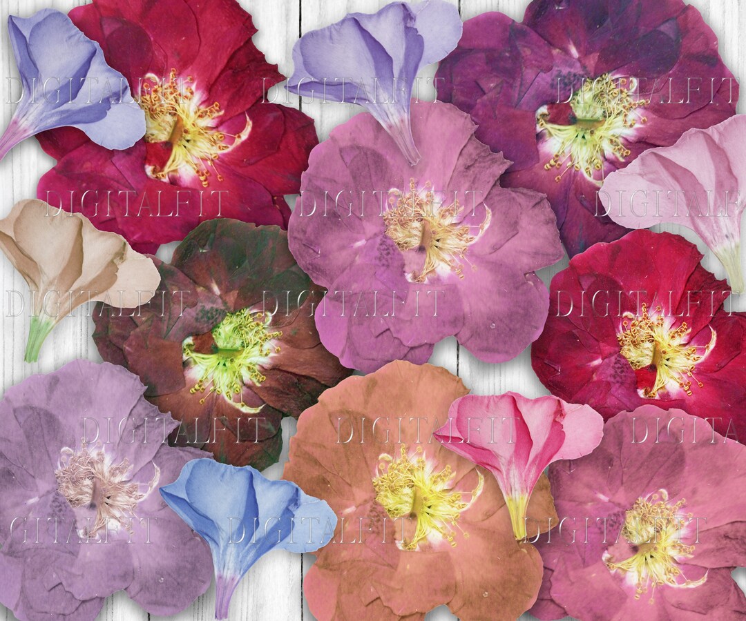 Dry Pressed Flowers, Digital Dried Flowers for Crafts, PNG, Instant