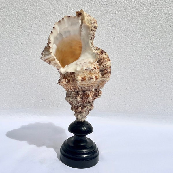 Old Tutufa Bubo conch shell on turned wooden base Napoleon III 19th century cabinet of curiosities vintage unique piece collection France