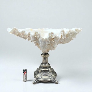 Könnte beinhalten: Eine große, cremefarbene Muschelschale mit strukturierter Oberfläche, montiert auf einem verzierten, silberfarbenen Metallständer. Der Ständer hat einen detaillierten Sockel und eine dekorative Mittelsäule. Die Schale ist offen und scheint leer zu sein.