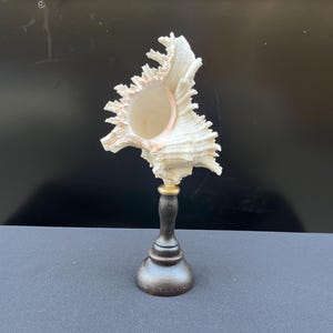 Antigua concha de Murex Ramosus sobre base de madera torneada Napoleón III Gabinete de curiosidades del siglo XIX colección de piezas únicas vintage Francia