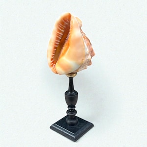 Antique red conch shell helmet on a turned wooden base, Napoleon III style, 19th century, vintage cabinet of curiosities, unique piece, collectible