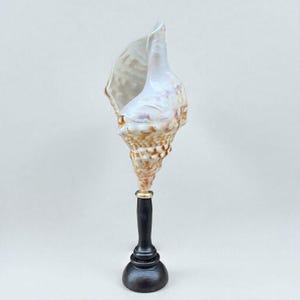 May include: A large, pearlescent seashell mounted on a dark wooden stand. The shell features a spiral design with shades of brown and cream. A gold-colored ring accents the base of the shell. The stand is dark brown with a rounded base.