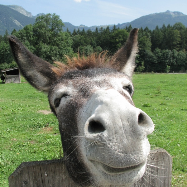 Happy Donkey - Glücklicher Esel