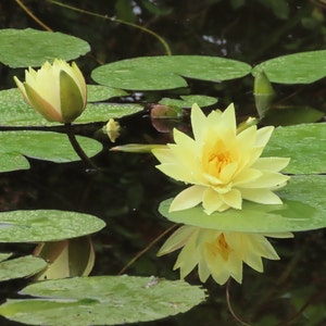 Könnte beinhalten: Eine gelbe Seerose blüht auf einer grünen Seerosenblatt in einem Teich. Die Blume spiegelt sich im Wasser.