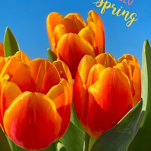 Hello Spring - Tulpengruß