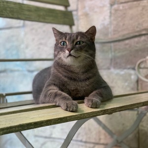 Katze auf Bank in Frankreich