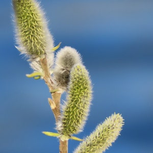 Hallo Frühling