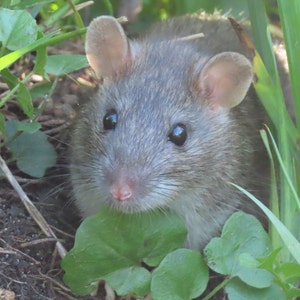 Hello little rat