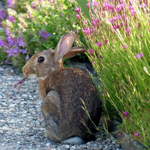 Hase am Wegesrand
