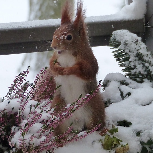 Eichhörnchen im Schnee