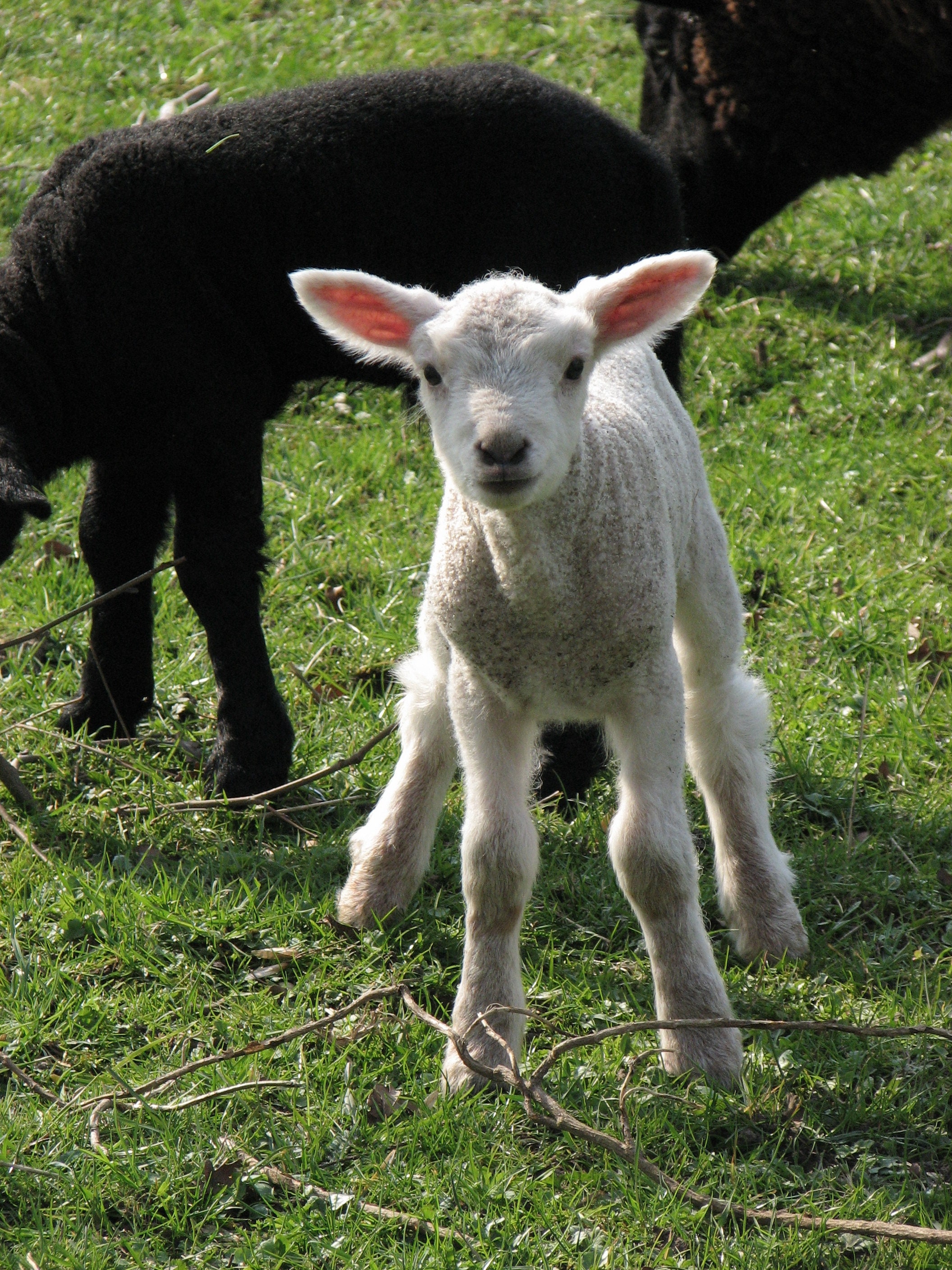 Osterlämmchen