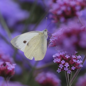 Kohlweißling an lila Blüten