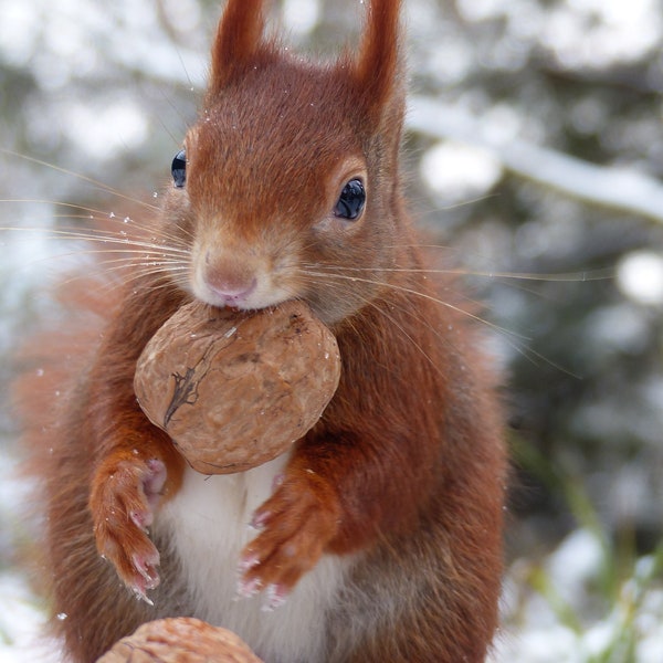 Eichhörnchen mit Walnuss im Schnee