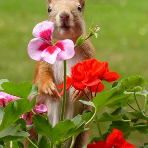 Hallo wie geht es dir? Eichhörnchen guckt neugierig über Blume