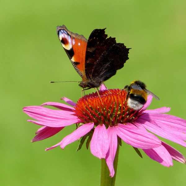 Schmetterling trifft Hummel