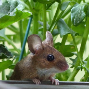Hallo kleine Maus!