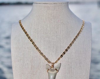 Gold Filled Prehistoric Mako Shark Tooth Necklace