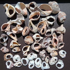 45 pcs sea shells with natural holes /Nautical decoration/ M-8