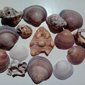 15 sea  shells with natural hole / M-11