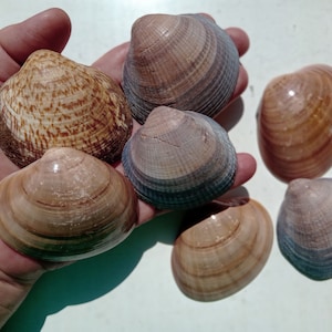 7 pcs natural sea shells  / M-14