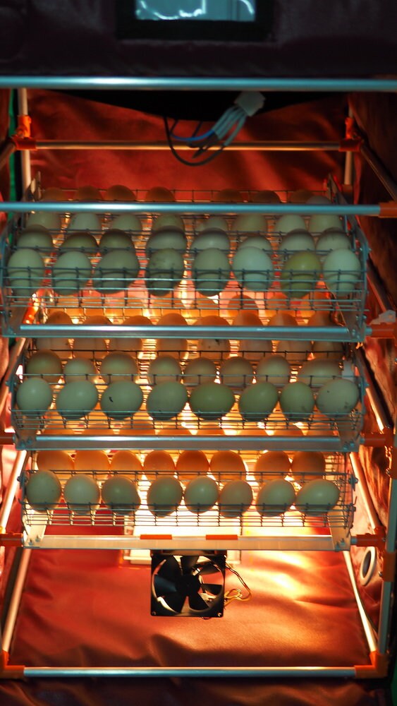 Automatic Egg incubator Zoom 180 eggs humidifier backup Etsy