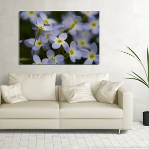 Flowers Wall Art Photo Print, Bluets, Canvas Print, Wall Decor, Adirondack Art, Floral Wall Art, Adirondack Gifts, Home Office Decor