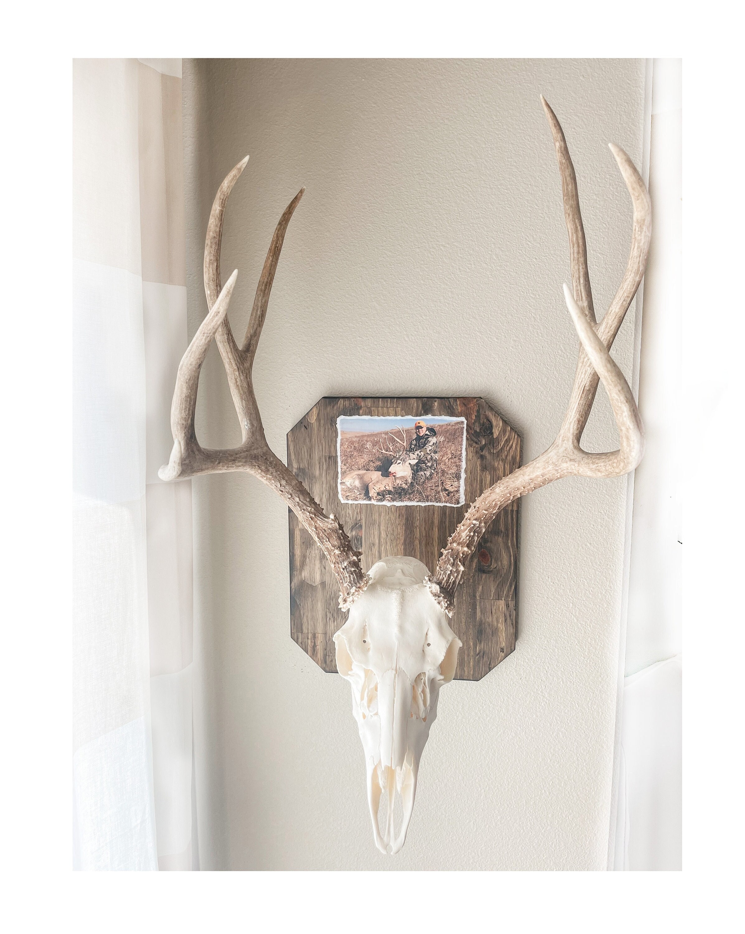 European Skull Mount | Custom Display for Mount | Rustic Skull Hanger | Deer | Antelope | Bear | Mount Plaque with Photo | Gift for Hunter