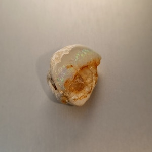 Coober Pedy Opalised Shell Fossil
