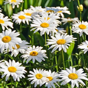 May include: A field of white daisies with yellow centers in full bloom. The daisies are in focus, while the green grass and other plants in the background are blurred.