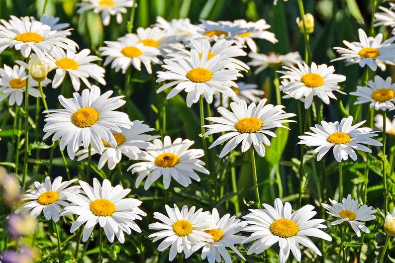 May include: A field of white daisies with yellow centers in full bloom. The daisies are in focus, while the green grass and other plants in the background are blurred.