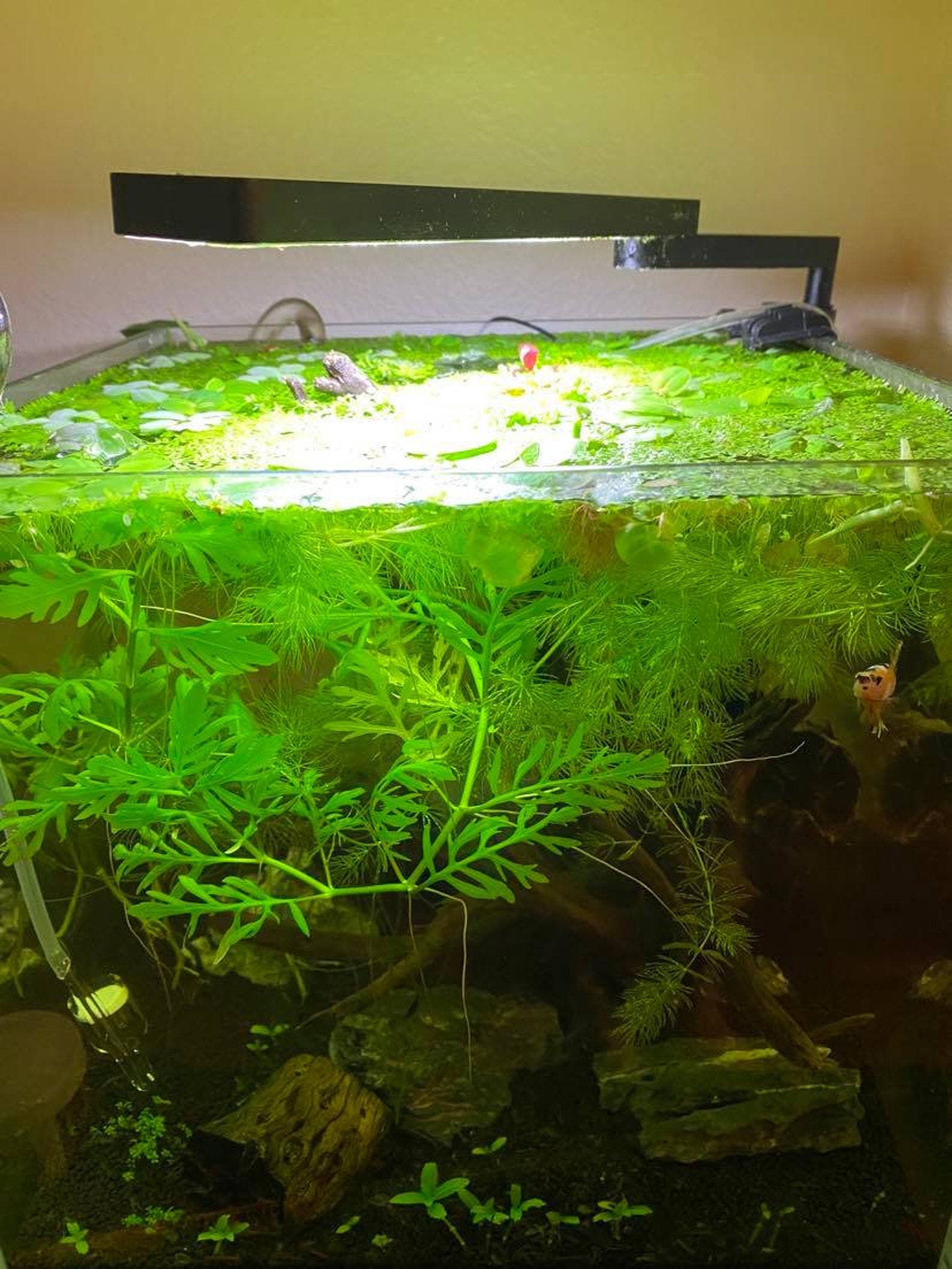 Propagated Duckweed 600 Floating Live Plant for Betta | Etsy