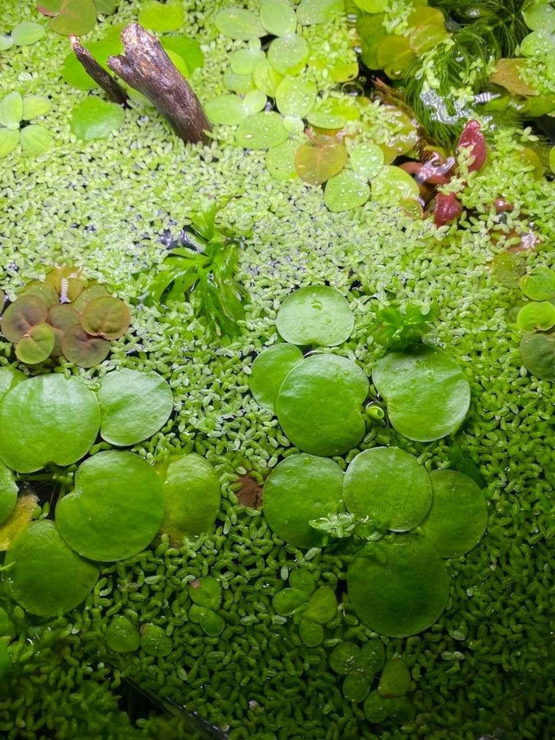 Propagated Duckweed 600 Floating Live Plant for Betta | Etsy