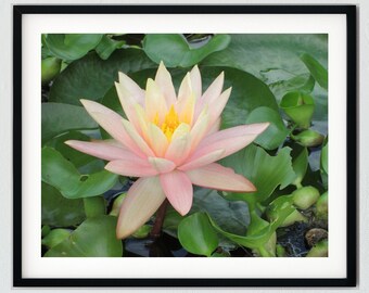 Waterlily Flower Photo Digital Download Art Print