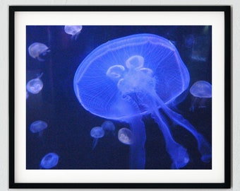 Blue Jellyfish Digital Download Photo