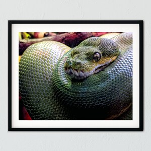 May include: A green snake with a patterned skin is curled up in a ball. The snake's head is visible and its eyes are open.