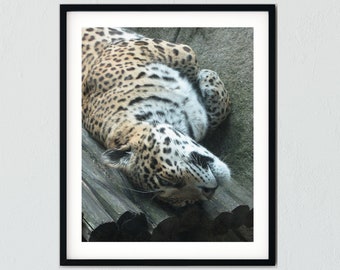 Jaguar Leopard digitale download Art Print