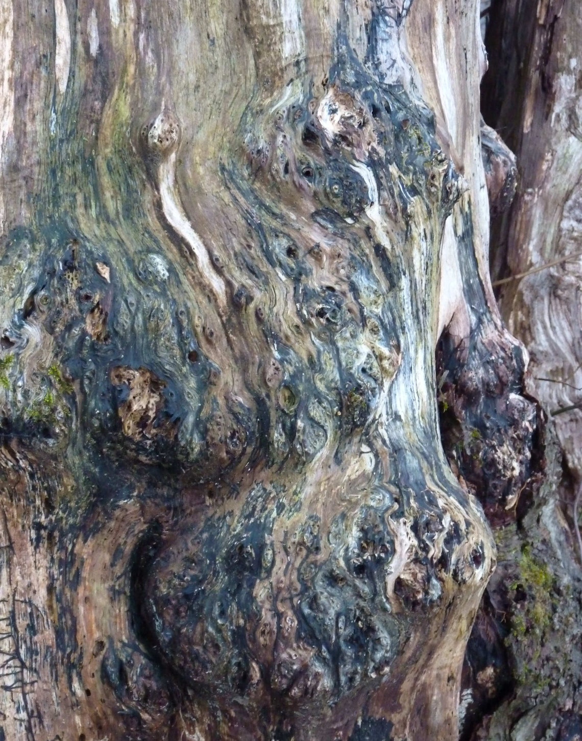 Set of 2 Abstract Tree Trunk Digital Download Art Prints Etsy Israel