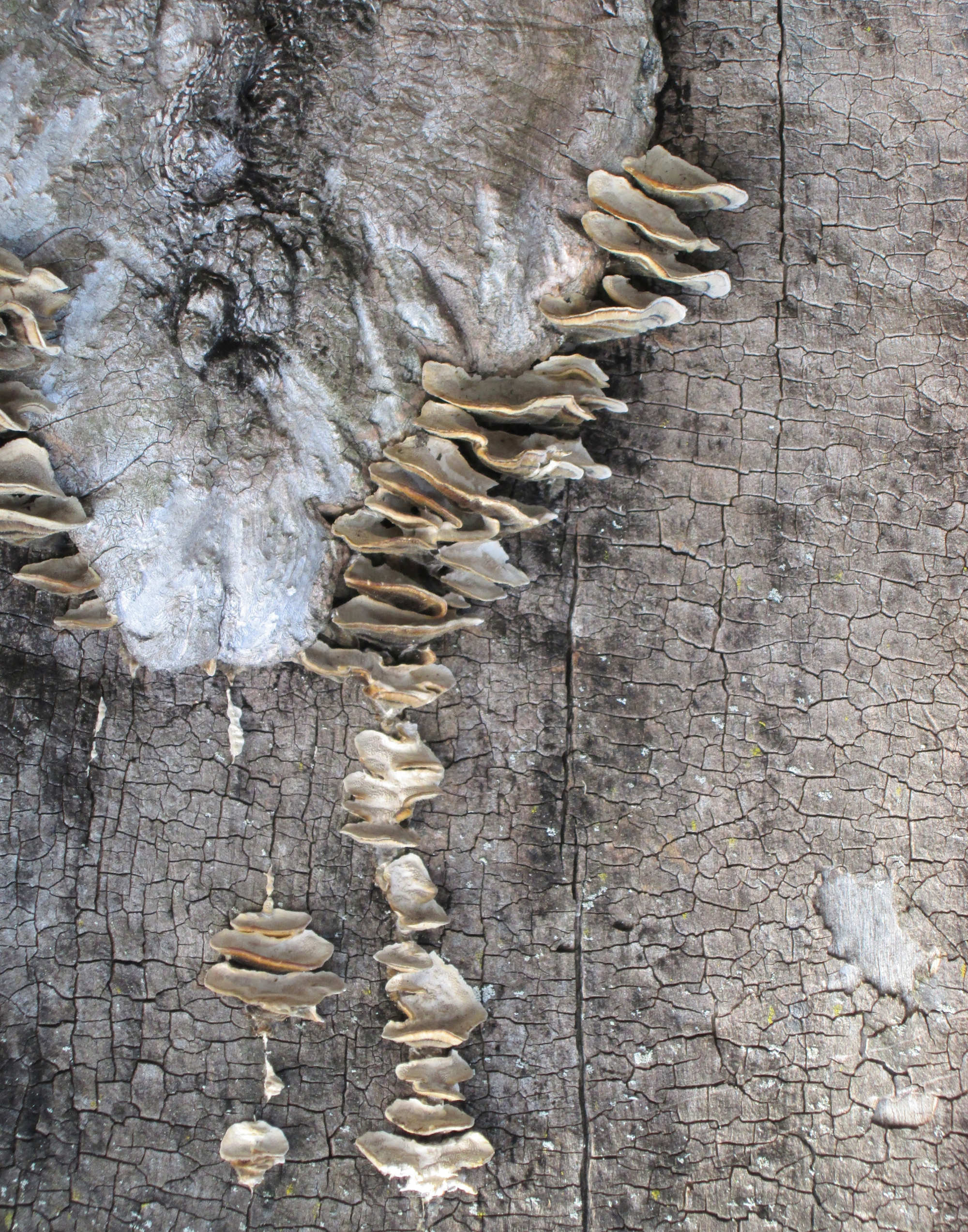 Set of 2 Abstract Tree Trunk Digital Download Art Prints Etsy Israel