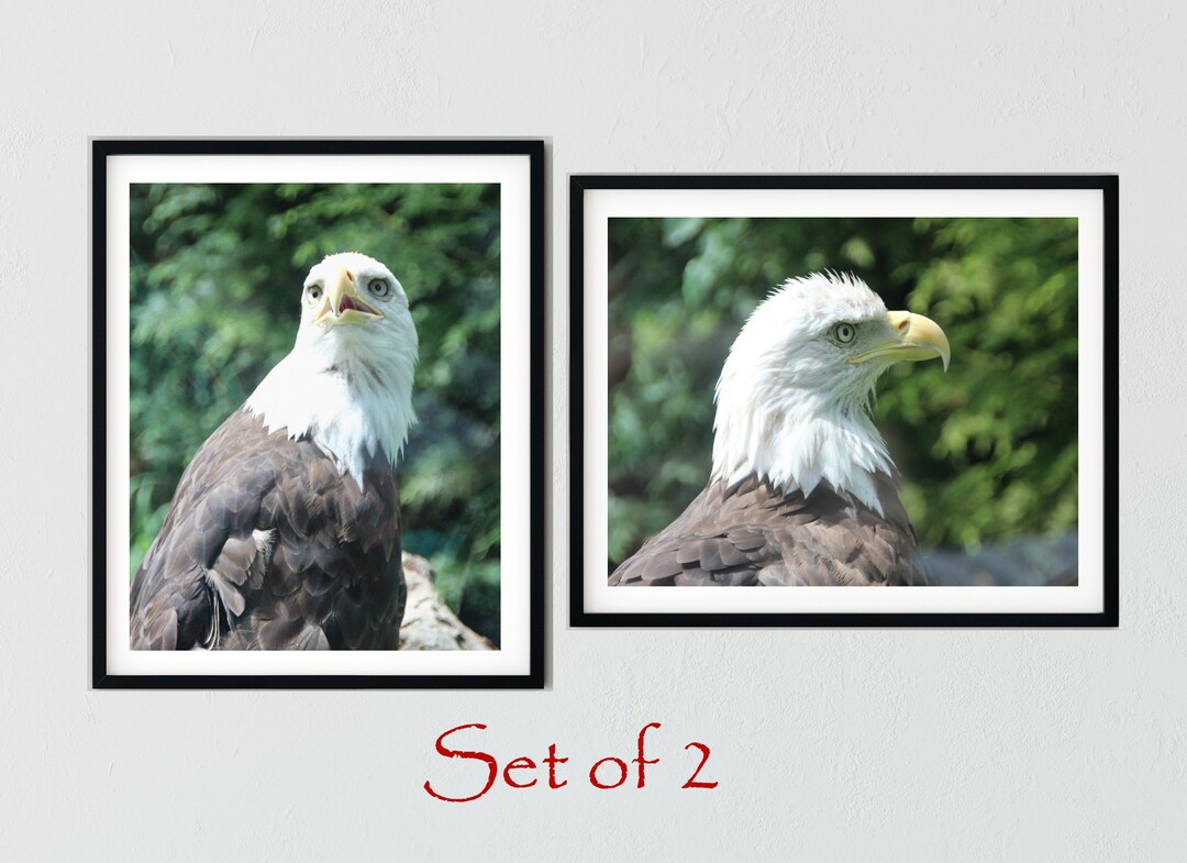 Set of 2 Bald Eagle Digital Download Art Print - Etsy