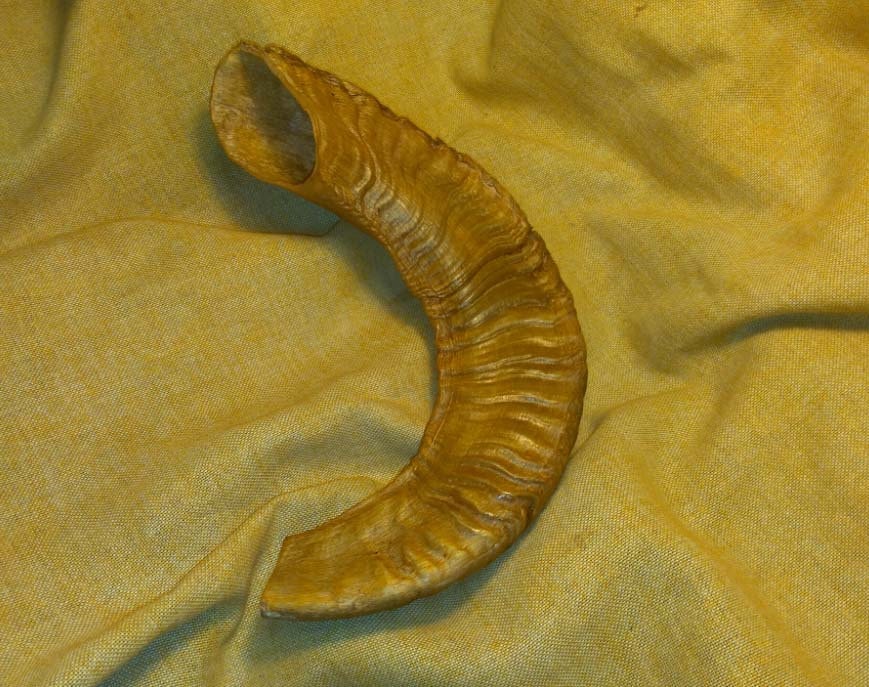 Viking Blowing Horn Bukkehorn Viking Horn Instrument Bugle Etsy Australia