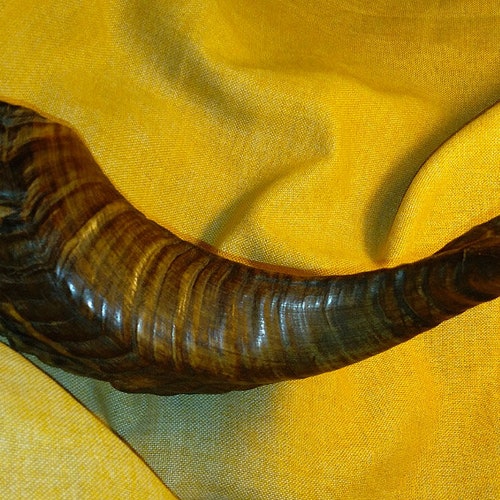 Viking Blowing Horn Bukkehorn Viking Horn Instrument Bugle Etsy