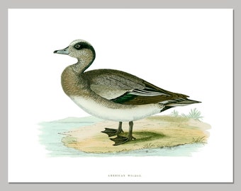 John J Audubon Blue-Winged Teal Deco Magnet Birds of America Mini Gift Fridge