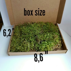 Pieces Of Real Dried Moss, Green natural moss from the forest, Moss for terrarium, Rustic decor, Live moss, Moss for houseplants, Flat moss