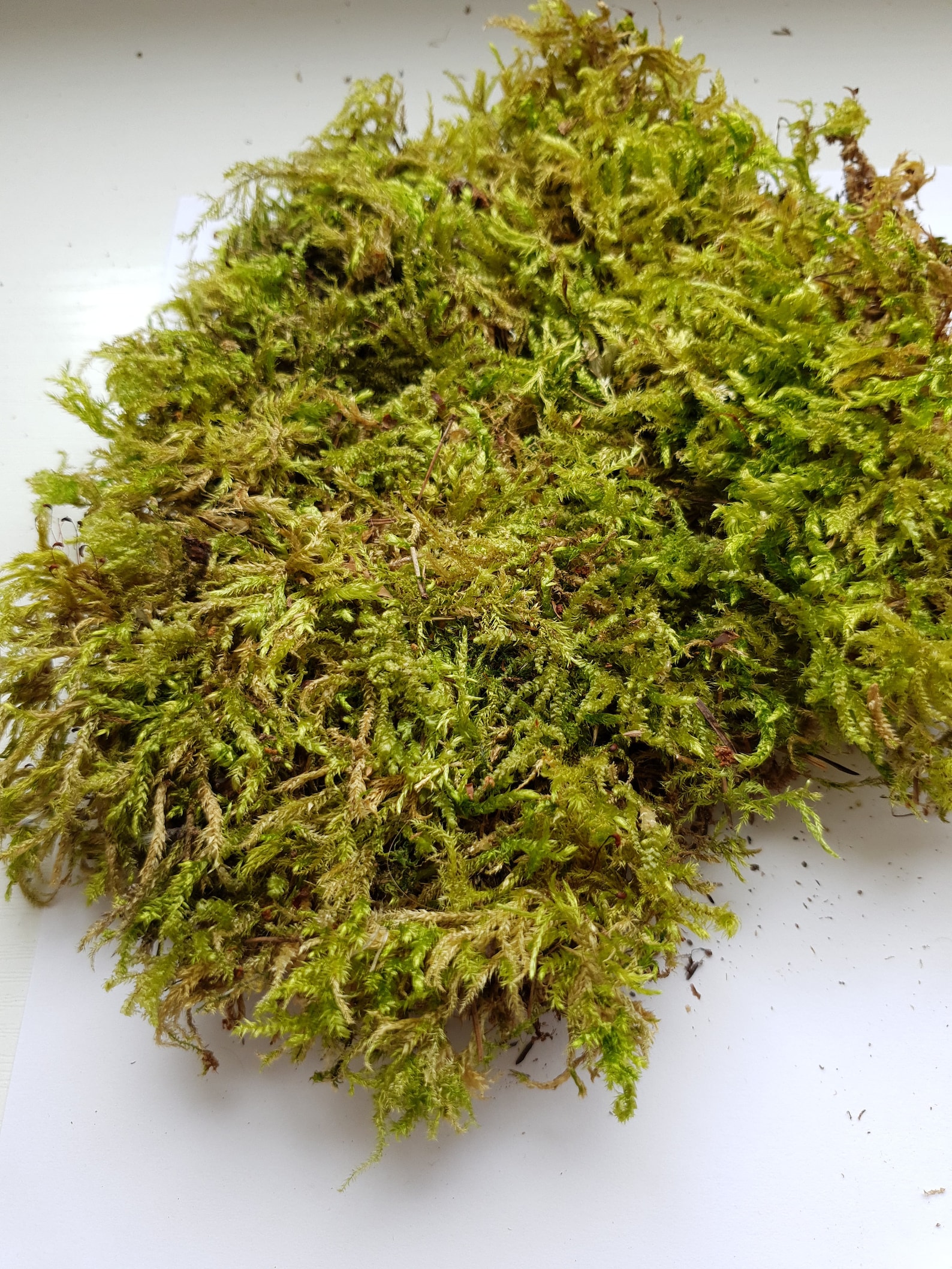 Pieces of Real Dried Moss Green Natural Moss From the Forest Etsy UK