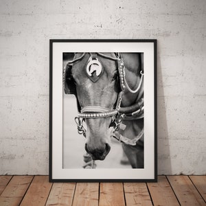 Horse Print, Central Park Print, Animal Print, Black and White, New York Print, Carriage Print, Digital file, Fine Art,