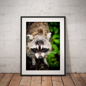 Raccoon Print, Animal Print, Wildlife Print, Woods, Forest, Animal Portrait, Nature, Animal Portrait, Wall Art